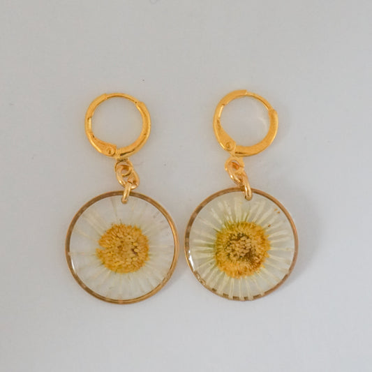 Aretes margarita común