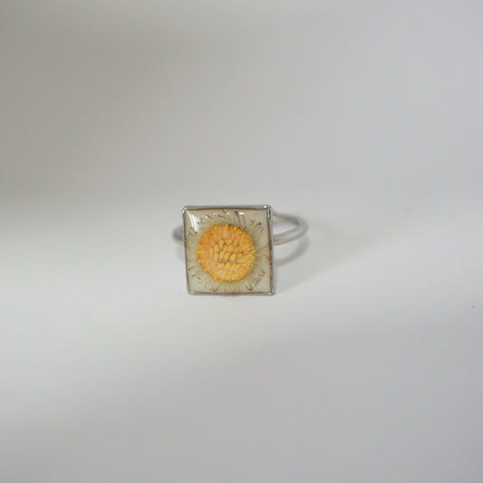 Anillo ajustable margarita fondo blanco