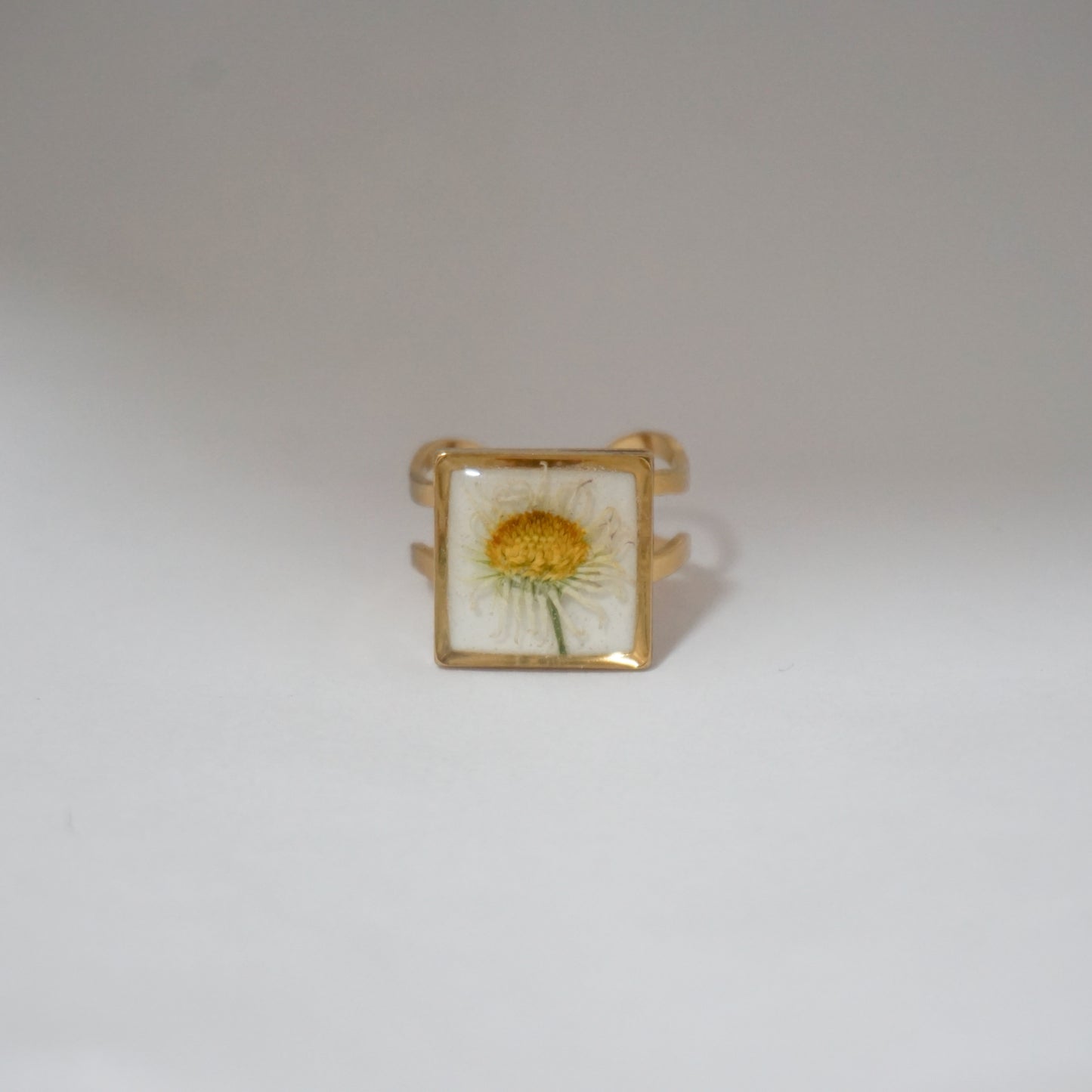 Anillo ajustable margarita común fondo blanco