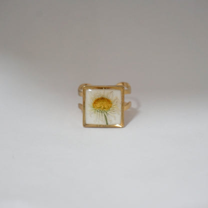 Anillo ajustable margarita común fondo blanco