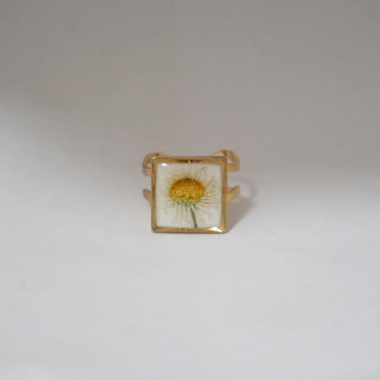 Anillo ajustable margarita común fondo blanco