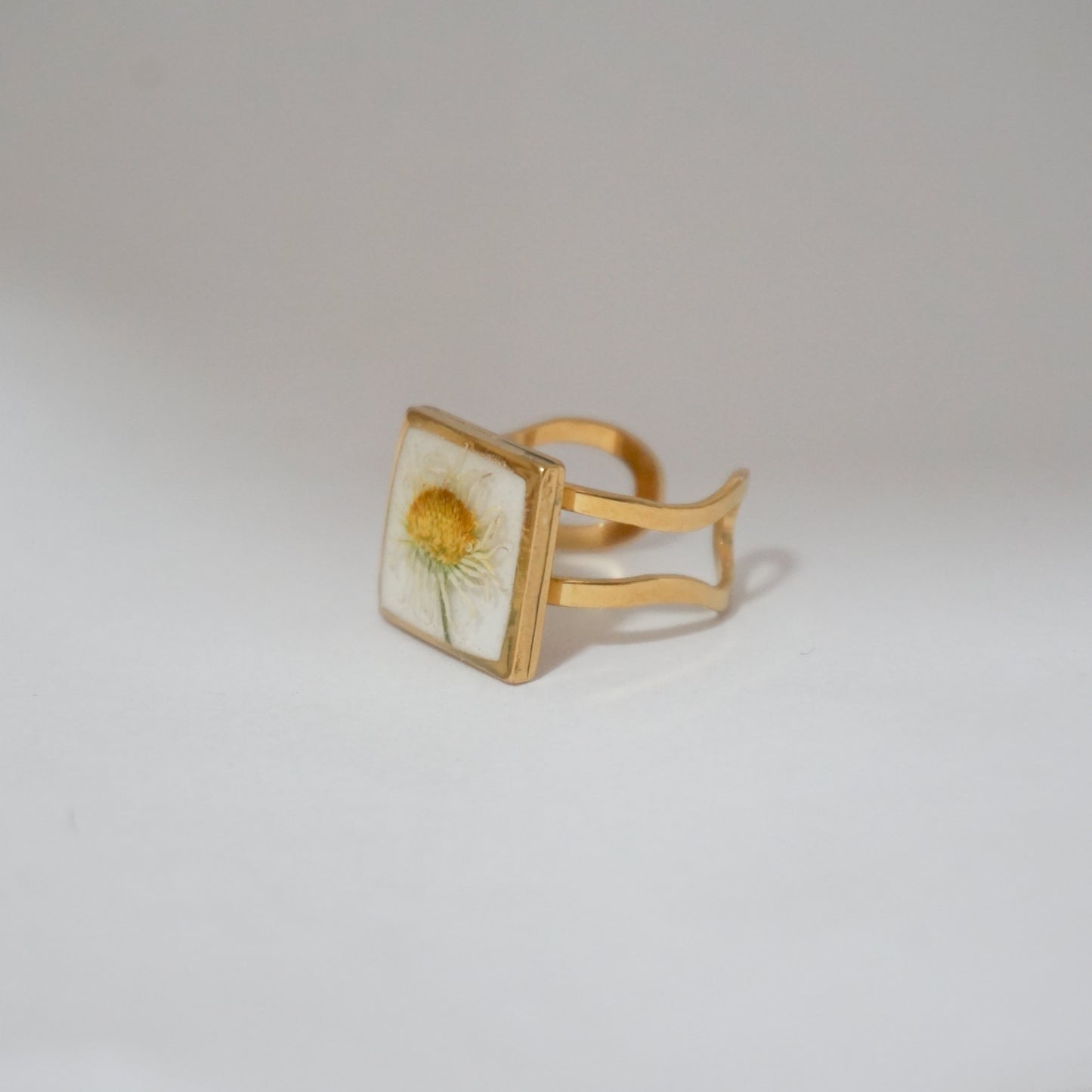 Anillo ajustable margarita común fondo blanco