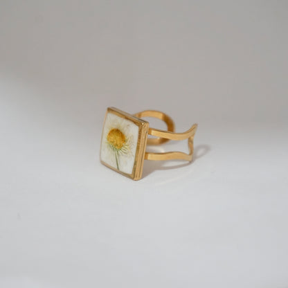 Anillo ajustable margarita común fondo blanco