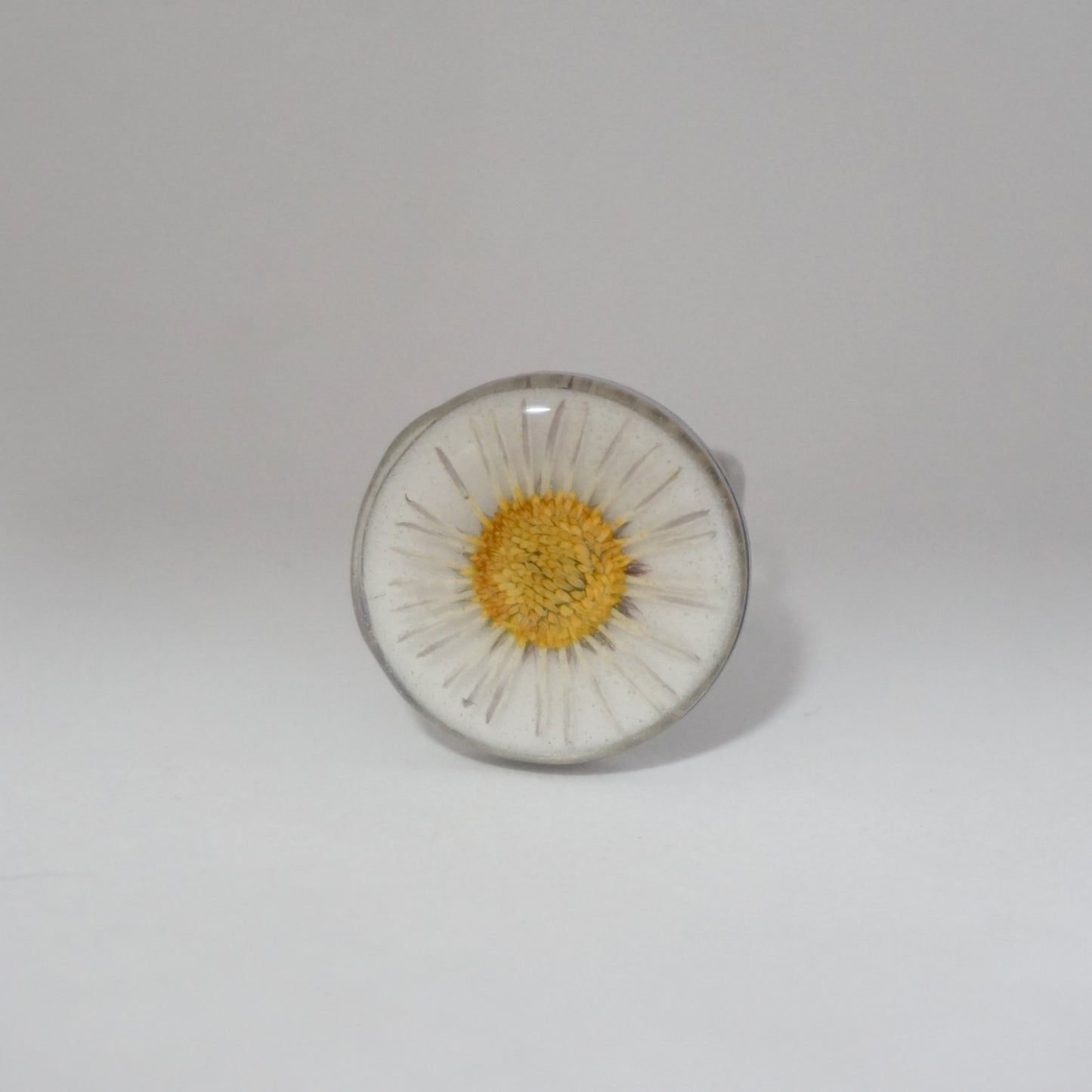 Anillo ajustable margarita fondo blanco